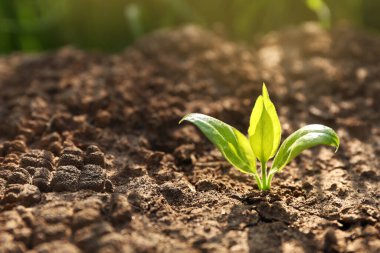 Young green seedling growing in dry soil on spring day, closeup. Hope concept