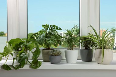 Different beautiful potted houseplants on window sill indoors