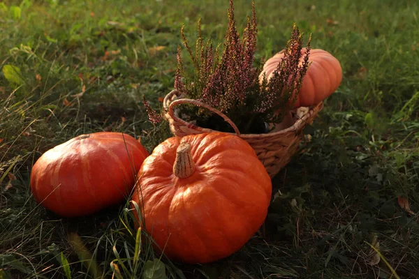 Wicker Basket Beautiful Heather Flowers Pumpkins Green Grass Outdoors — Stockfoto