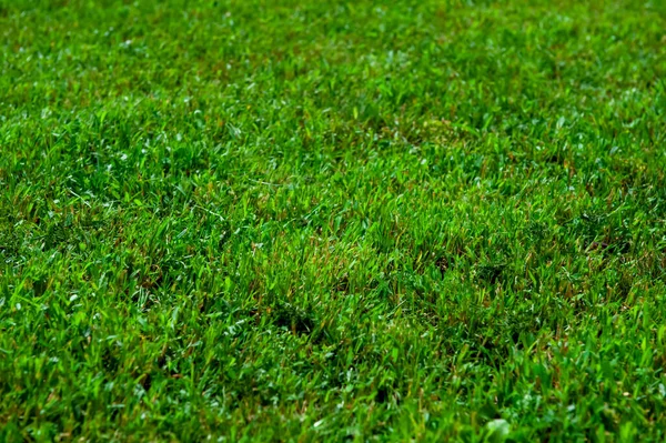 Vacker Gräsmatta Med Grönt Gräs Som Bakgrund Närbild — Stockfoto