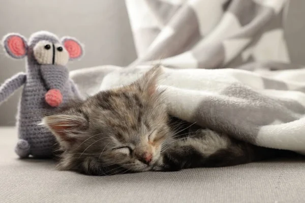 Милий Кошеня Спить Іграшкою Дивані Під Ковдрою — стокове фото