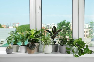 Different beautiful potted houseplants on window sill indoors