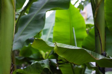 Açık havada yetişen taze yeşil muz bitkileri. Tropik yapraklar
