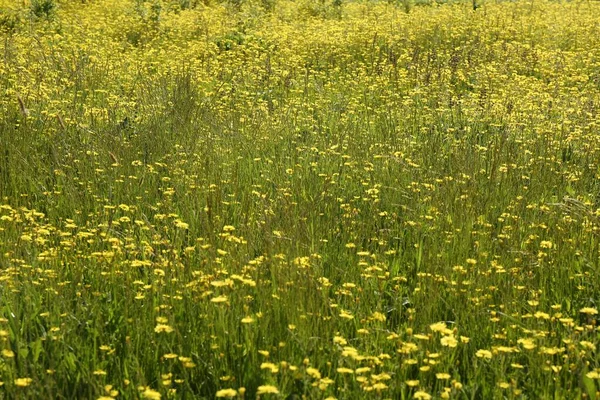 Schöne Blumen Wachsen Sonnigen Tagen Auf Der Wiese — Stockfoto