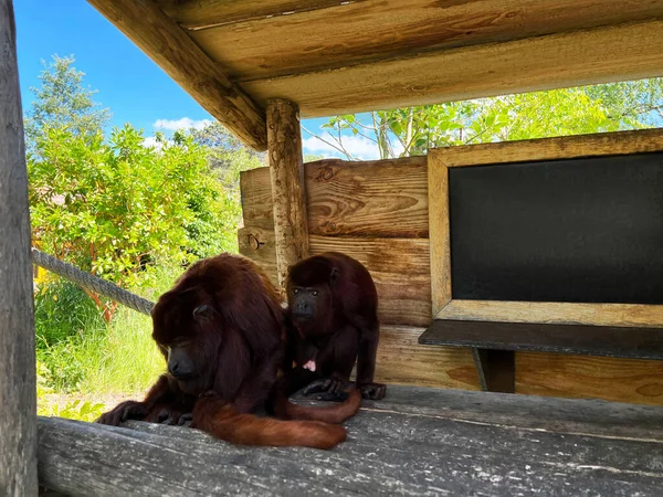 Cute Chimpanzees Wooden Gazebo Outdoors Sunny Day — Stock Photo, Image