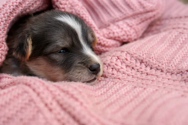 Cute Puppy Lying Pink Knitted Blanket Closeup Space Text — Stock Photo, Image