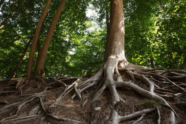 Tree roots visible through ground in forest