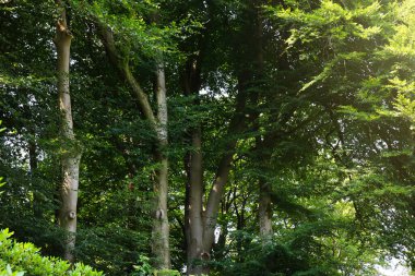 Beautiful green trees in forest on sunny day