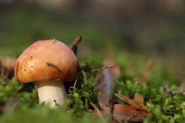 Russula mantarı ormanda yetişiyor, yakın plan. Metin için boşluk