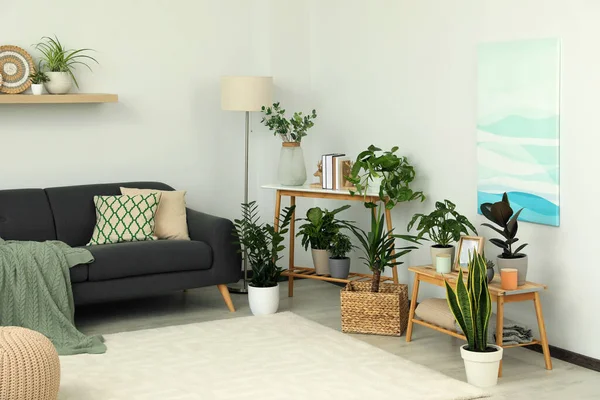 漂亮的客厅 室内有绿色的室内植物和舒适的家具 — 图库照片