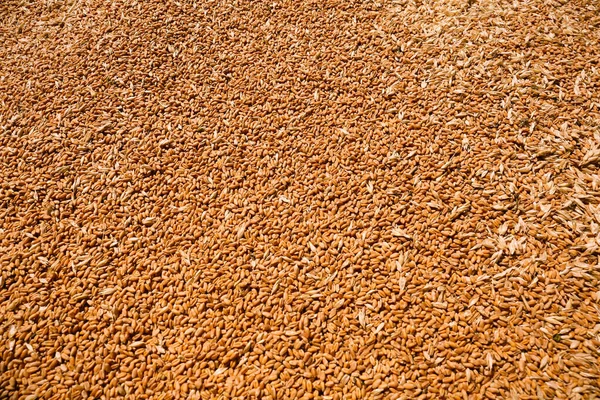 Купа Зерна Пшениці Фон Вид Крупним Планом — стокове фото