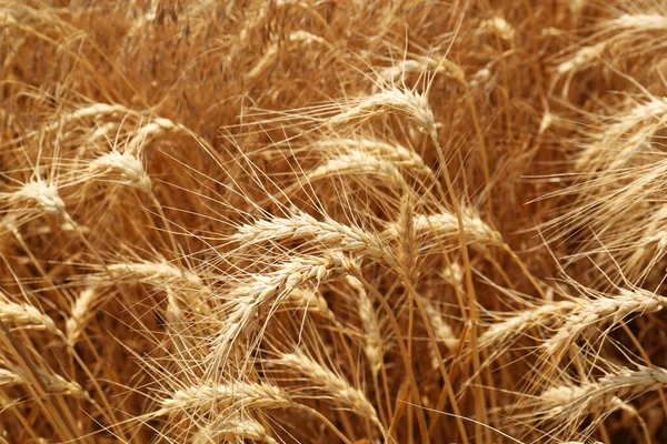 Ripe Wheat Spikes Agricultural Field Closeup — Stock Photo, Image