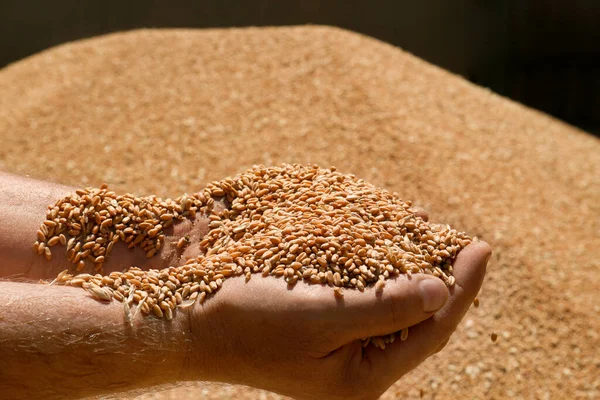 Elinde Buğday Taneleri Tutan Adam Yakın Çekim Görüntüsü — Stok fotoğraf