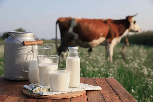 Milk Camomiles Wooden Table Cow Grazing Meadow — Stock Photo, Image