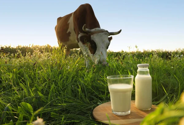 Glas Und Flasche Milch Auf Holzbrett Mit Kuh Auf Der — Stockfoto