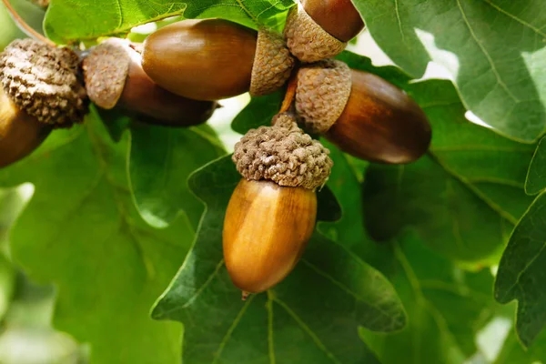 Gren Med Ekollon Och Blad Utomhus Närbild — Stockfoto