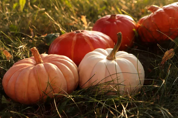 Many Ripe Pumpkins Green Grass Outdoors — Stock Photo, Image