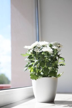 Beautiful potted chrysanthemum flowers on white window sill indoors