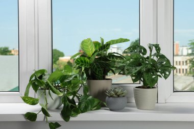 Different beautiful potted houseplants on window sill indoors