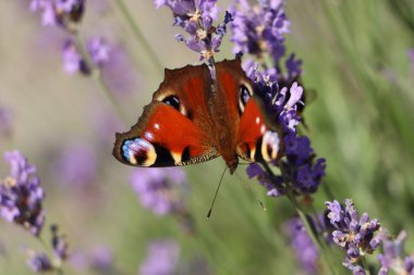 Beautiful butterfly in lavender field on sunny day, closeup