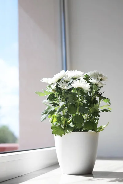 Beautiful Potted Chrysanthemum Flowers White Window Sill Indoors — Stock Fotó