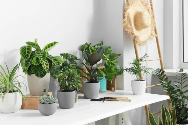 White Table Different Beautiful Houseplants Indoors — Photo