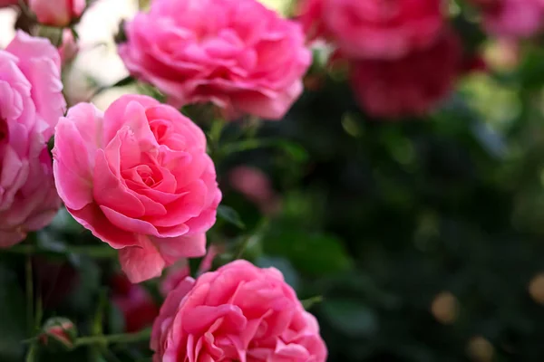 Vista Close Bela Floração Rosa Arbusto Livre Dia Verão Espaço — Fotografia de Stock
