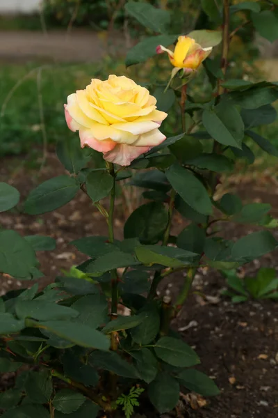 Όμορφο Ανθισμένο Κίτρινο Τριαντάφυλλο Που Αναπτύσσεται Στον Κήπο — Φωτογραφία Αρχείου