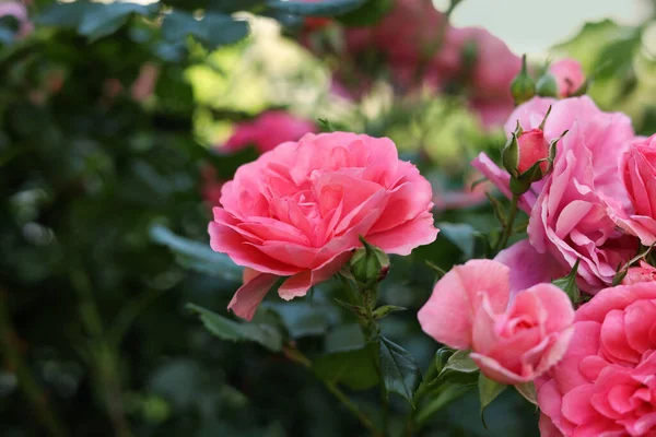 Closeup View Beautiful Blooming Rose Bush Outdoors Summer Day — Foto de Stock