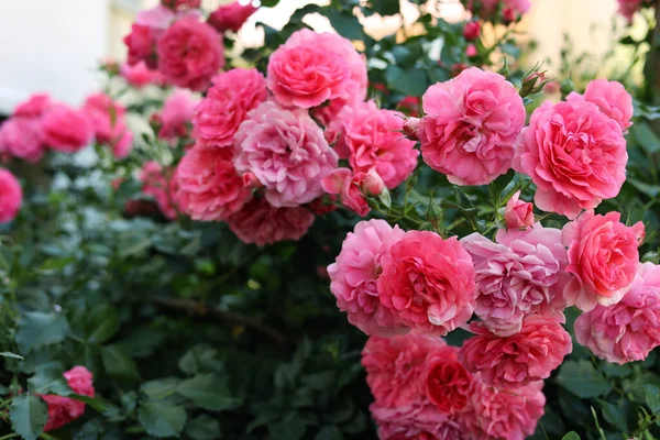 Closeup View Beautiful Blooming Rose Bush Outdoors Summer Day — Stock Photo, Image