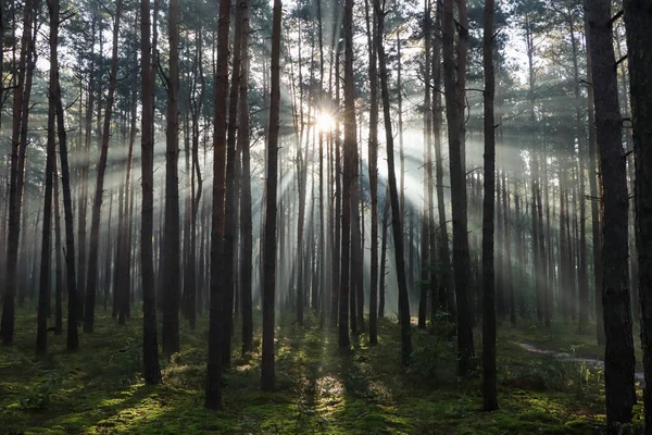 Vista Majestosa Floresta Com Raios Sol Brilhando Através Árvores Manhã — Fotografia de Stock