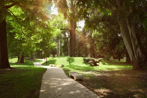 有铺面通道和长椅的宁静公园风景如画 — 图库照片
