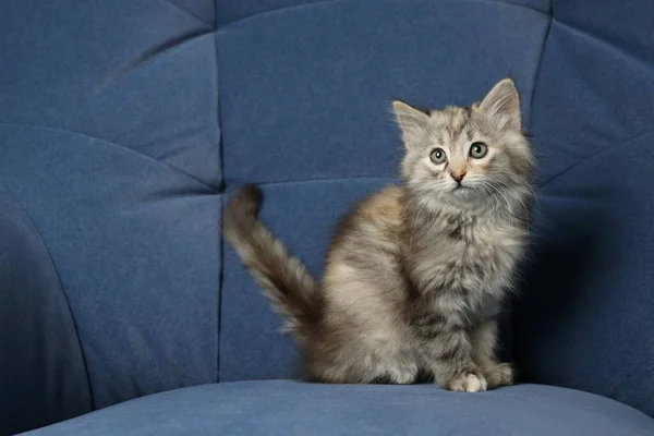 Niedliches Flauschiges Kätzchen Auf Blauem Sofa Platz Für Text — Stockfoto