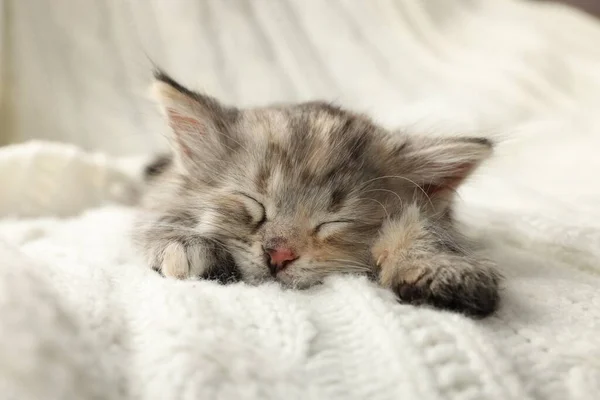 Gatinho Bonito Dormindo Cobertor Malha Branca — Fotografia de Stock