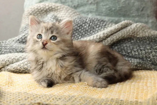 Симпатичный Котёнок Трикотажном Одеяле Детское Животное — стоковое фото