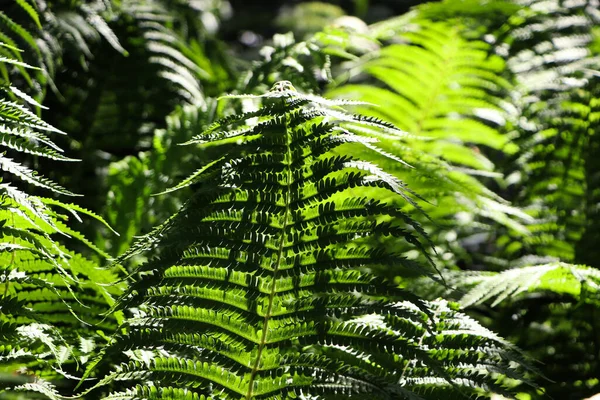 Beautiful Fern Lush Green Leaves Growing Outdoors Closeup — Φωτογραφία Αρχείου