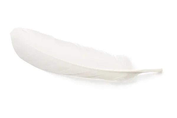 One Fluffy Beautiful Feather Isolated White — Stock Photo, Image