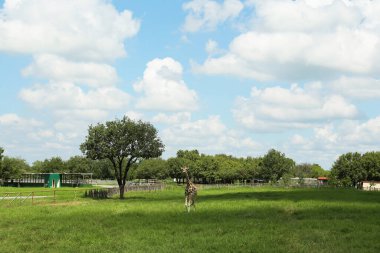 Safari parkında benekli Afrika zürafası