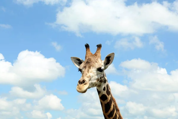 Beautiful Spotted African Giraffe Blue Sky — Stock Photo, Image