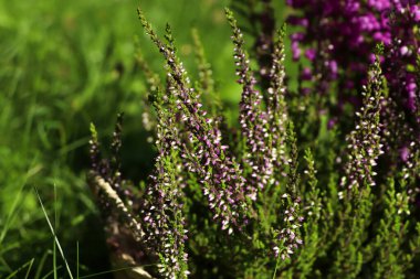 Güneşli bir günde, açık havada güzel çiçeklerle Heather çalılığı, yakın çekim.
