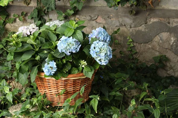 Vackra Blommande Hortensia Växter Korg Utomhus Plats För Text — Stockfoto