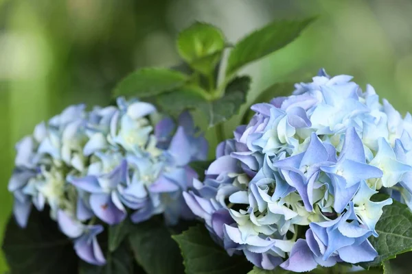 Açık Mavi Çiçekli Güzel Hortensiya Bitkisi Yakın Plan — Stok fotoğraf