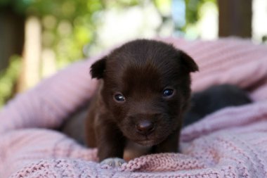 Dışarıda pembe örülü battaniye üzerinde şirin bir köpek yavrusu, yakın plan.