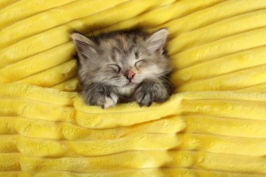 Şirin kedi yavrusu, yumuşak sarı battaniyede uyuyor.