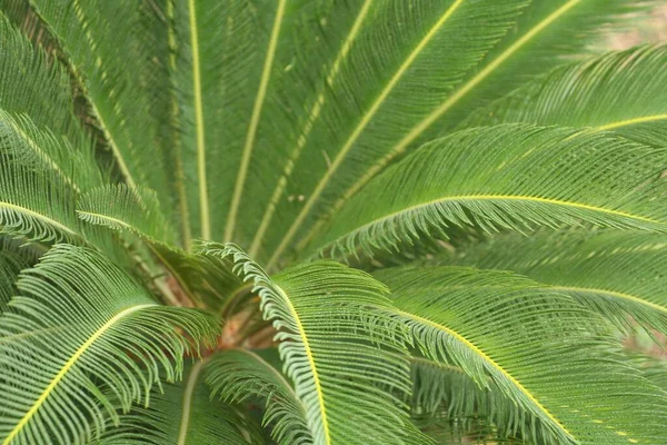 Närbild Vackra Tropiska Palmblad — Stockfoto