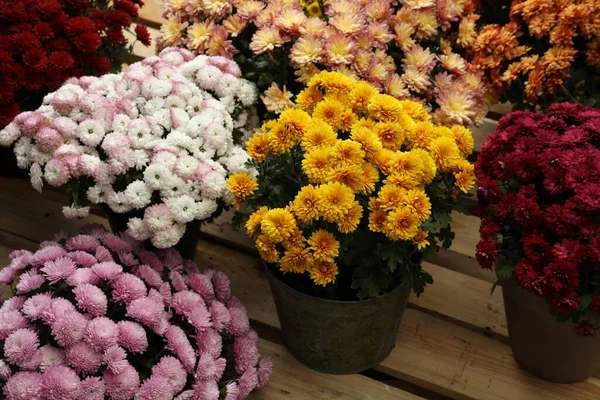 Hermosas Flores Crisantemo Diferentes Colores Macetas Paleta Madera —  Fotos de Stock