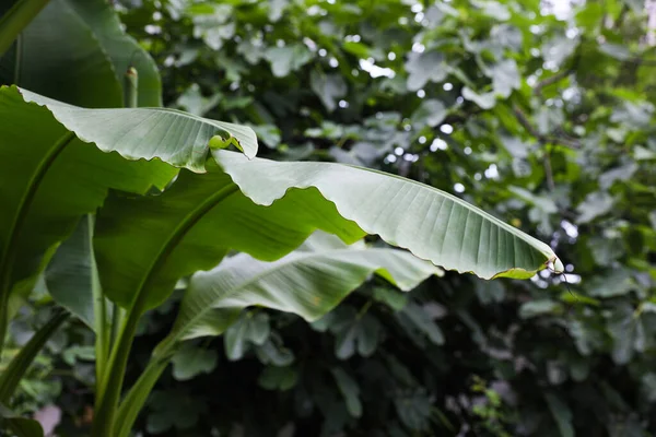 屋外で成長している新鮮な緑のバナナ植物 熱帯の葉 — ストック写真