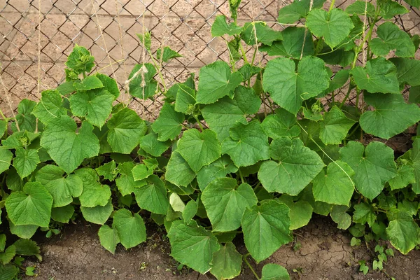 Green Cucumber Plants Metal Fence Garden —  Fotos de Stock