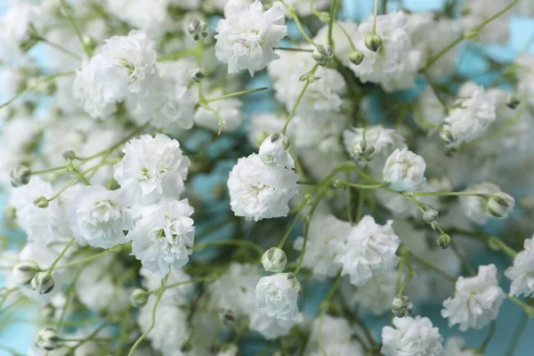 Vackra Zigenare Blommor Ljusblå Bakgrund Närbild — Stockfoto