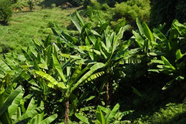 Dışarıda yetişen yemyeşil yapraklı güzel bitkiler.